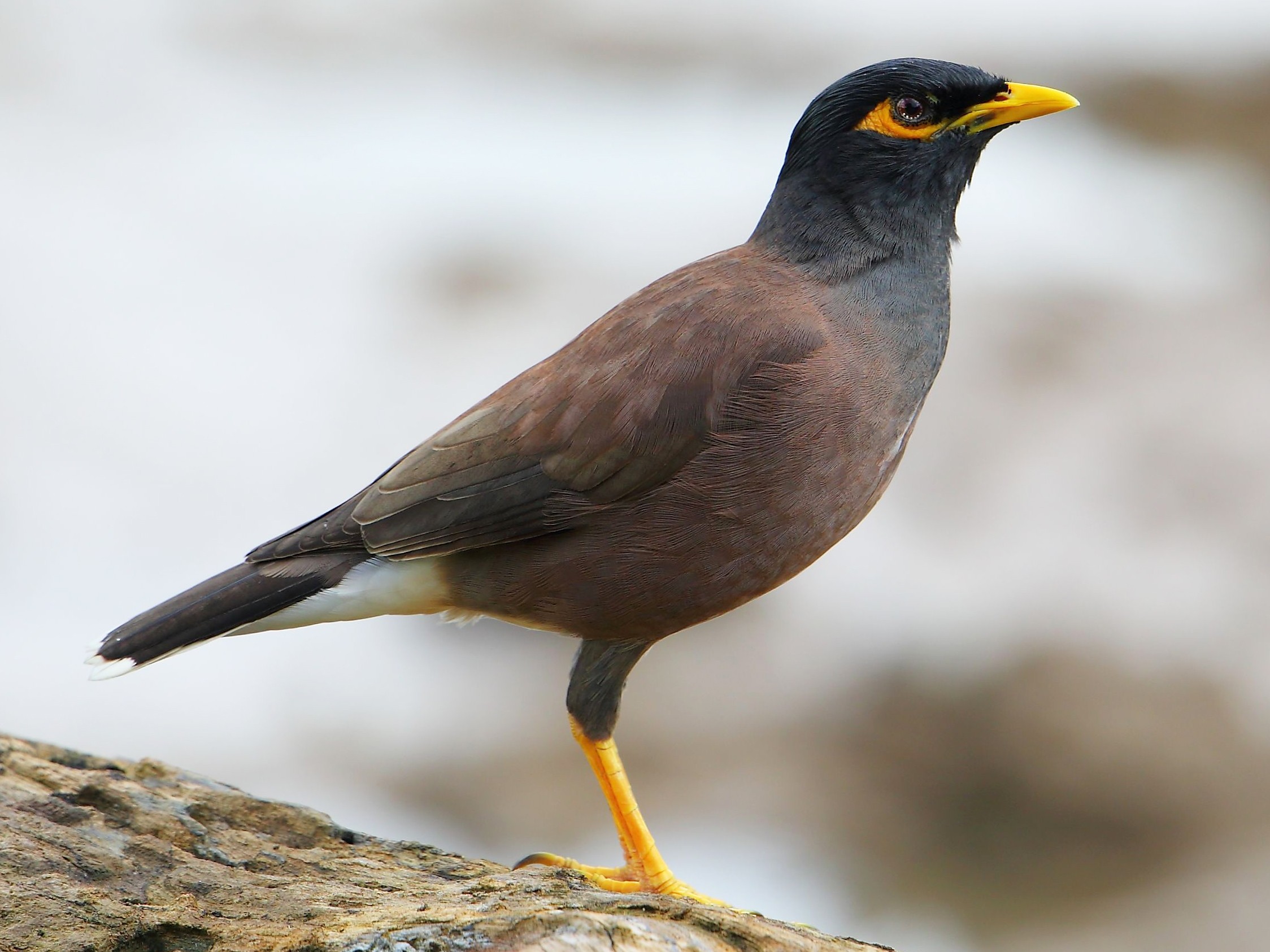 common-myna