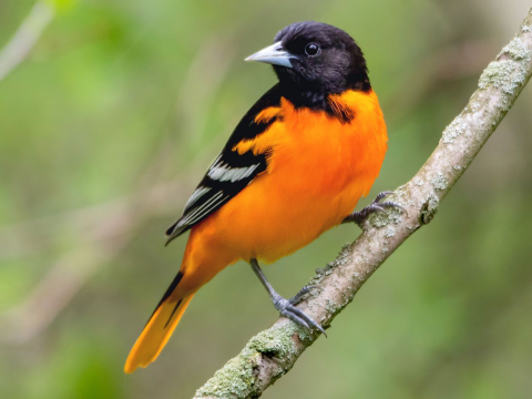 Baltimore Oriole