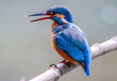 kingfisher