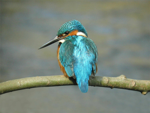 kingfisher2